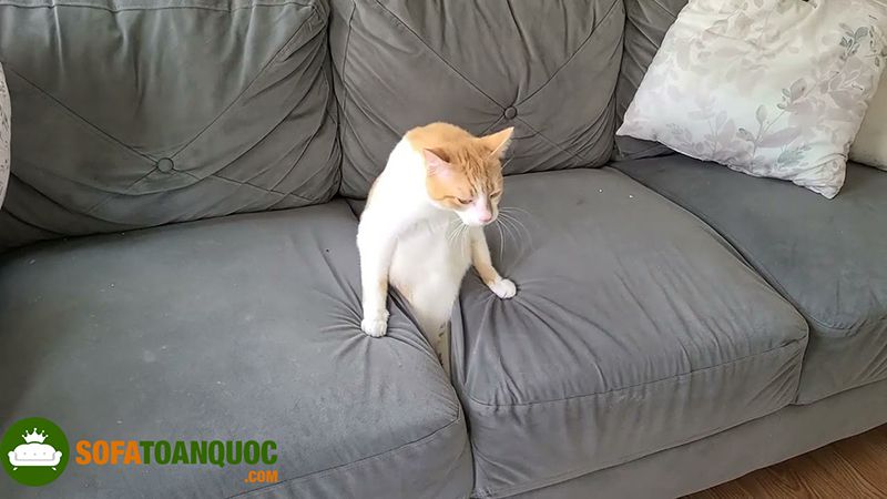 cách sử dụng sofa